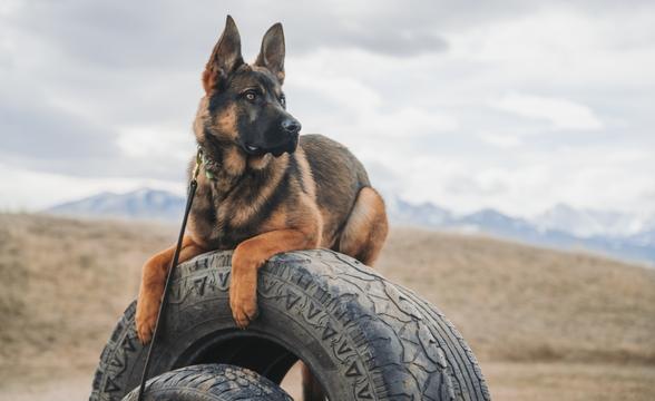 Thanos relaxing on tire