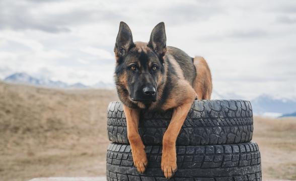 Thanos pletzing on tires