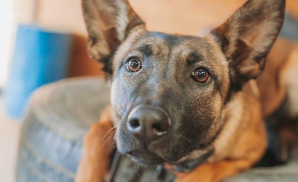 Tink relaxing on tire