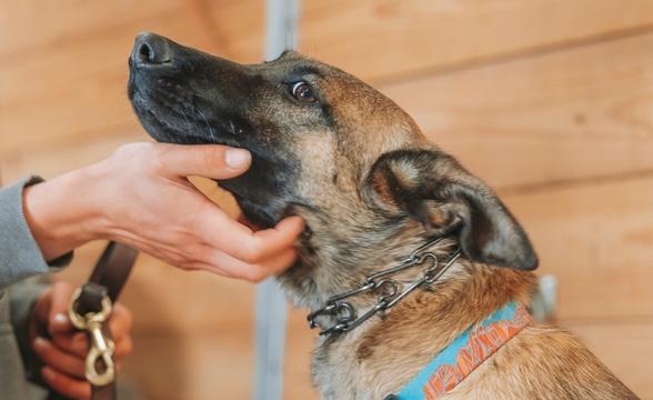 Tink enjoying some scratches