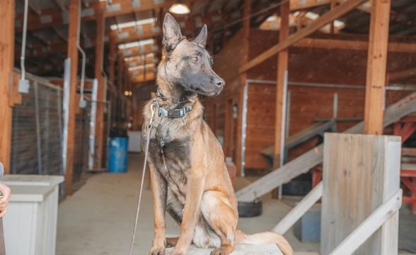 Cannon sitting on pedestal