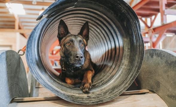 Cannon relaxing in tube