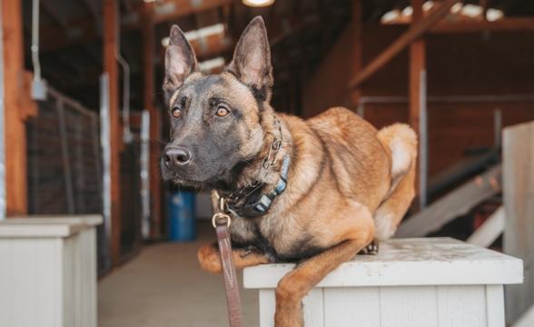 Cannon lying on pedestal