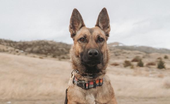 Mischief sitting tall