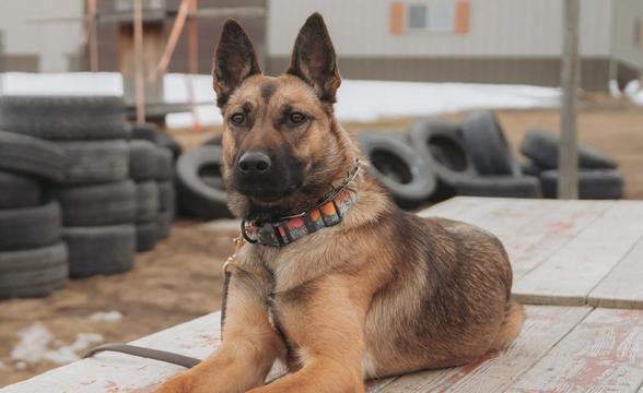 Mischief in front of barn