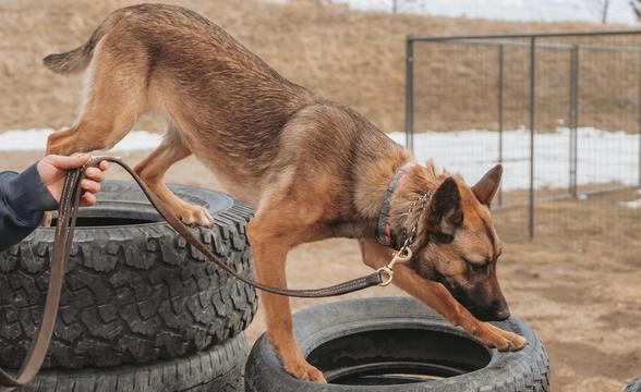 Mischief crossing tires