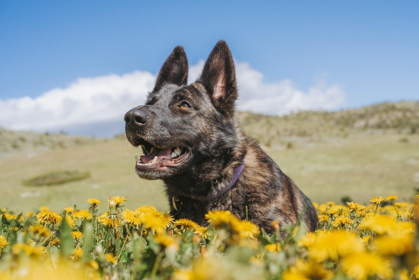 Protection dog in the dandelions